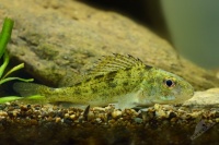 Jezdik obecny - Gymnocephalus cernuus - Ruffe 5636